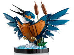 Kingfisher Bird