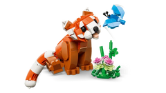 Cute Animals: Red Panda