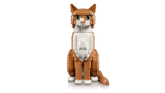 Orange Cat