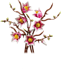 Magnolia Branches