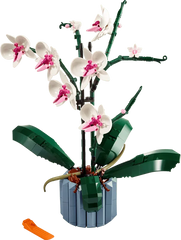 Orchid