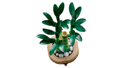 Lucky Bamboo
