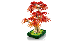 Japanese Red Maple Bonsai Tree
