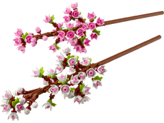 Cherry Blossoms