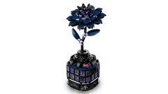 Black Dahlia Flower