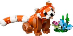 Cute Animals: Red Panda